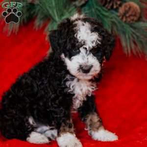 Winston, Mini Bernedoodle Puppy